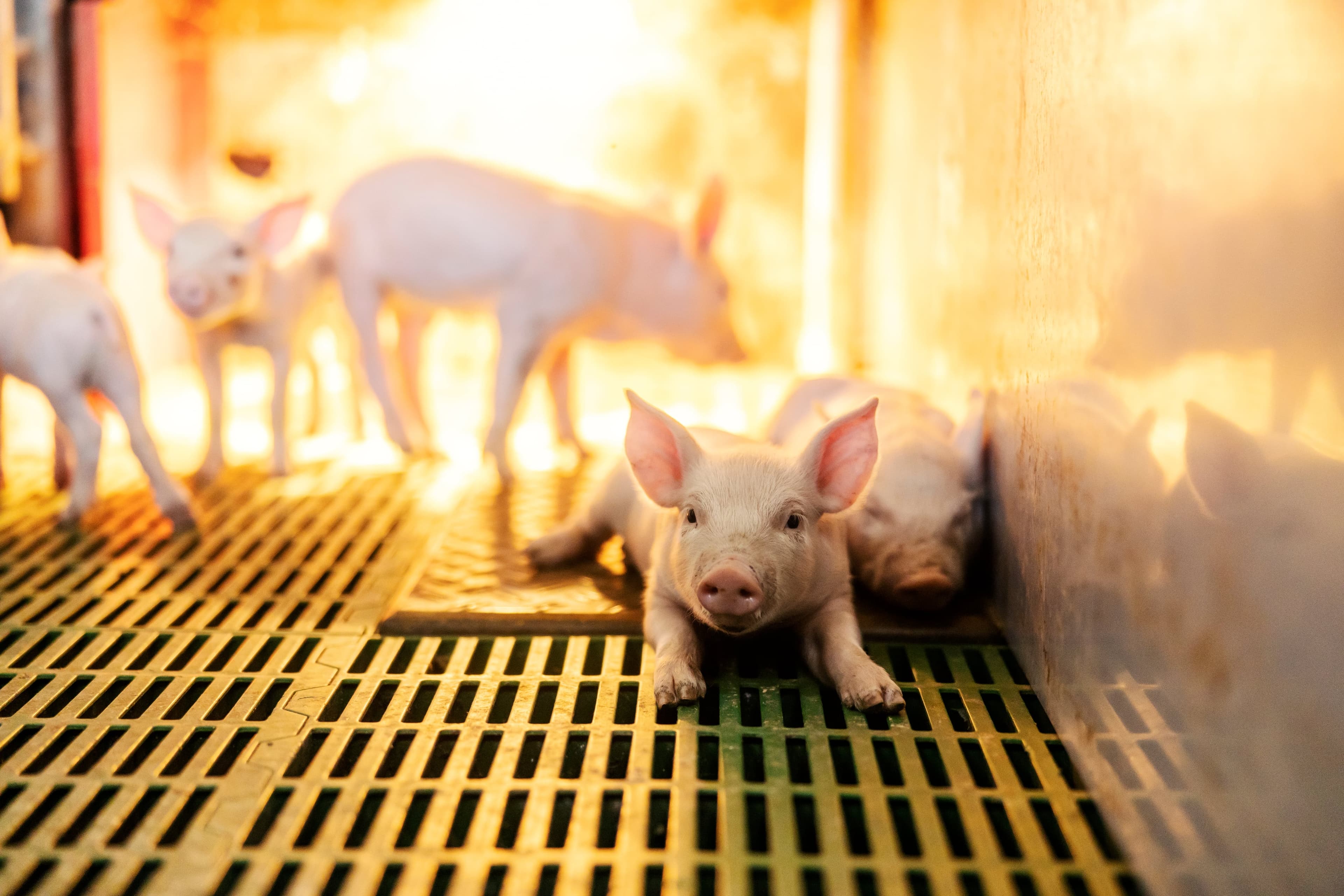 Pigs_Hero