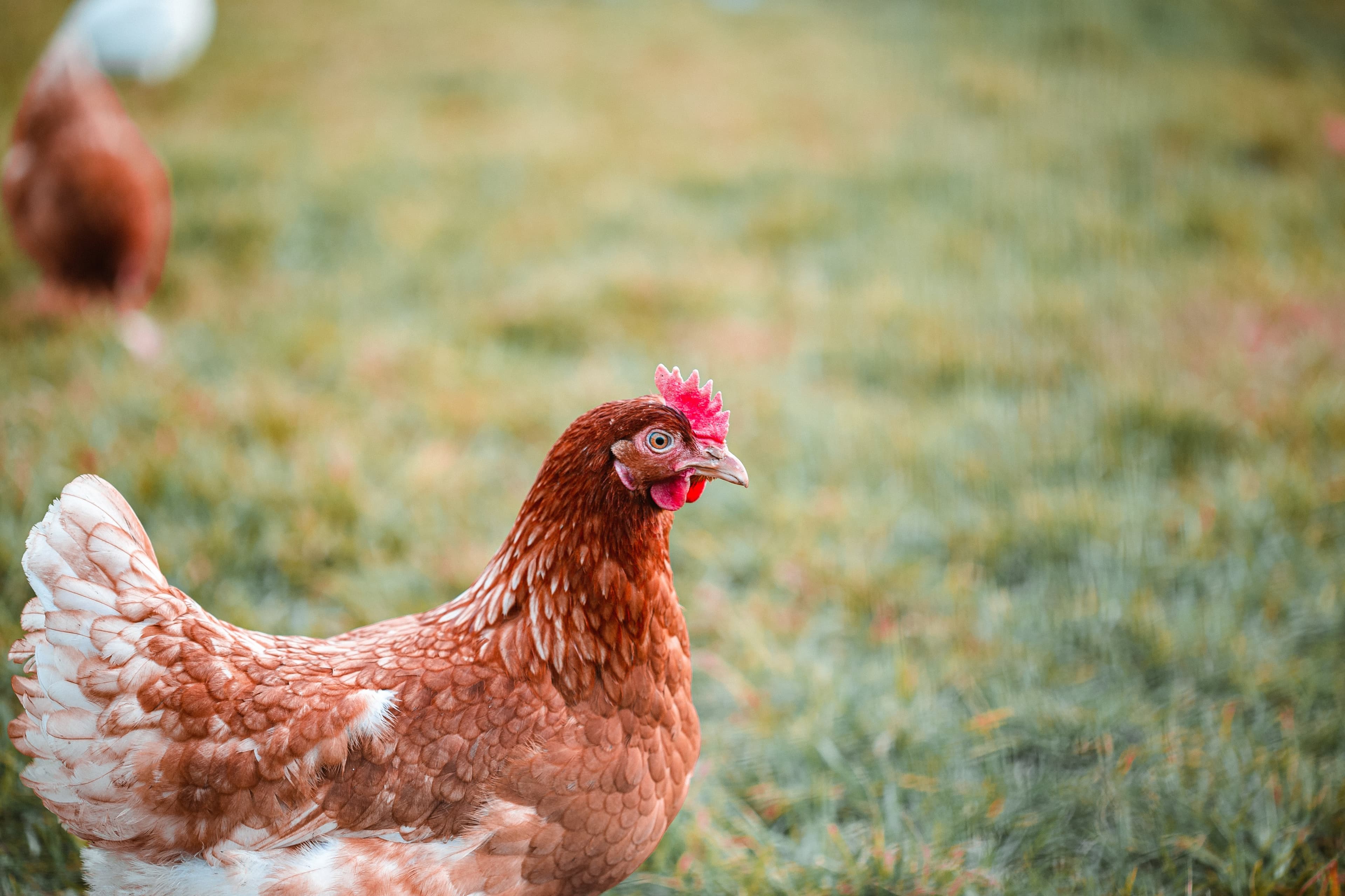 Chicken_Hero